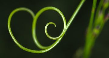 Tiny Soft Robots Similar to a Plant Tendril Are Created